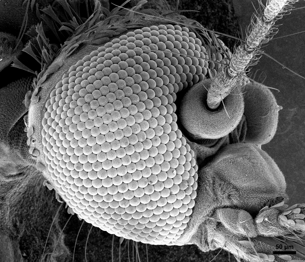 Обида микроскоп. Мошка гнус под микроскопом. Мошка под микроскопом челюсти. Хобот комара под микроскопом. Зубы мошкары под микроскопом.